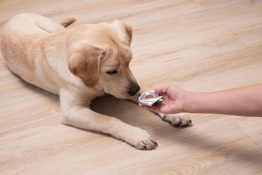 Remedio para parásitos de perro